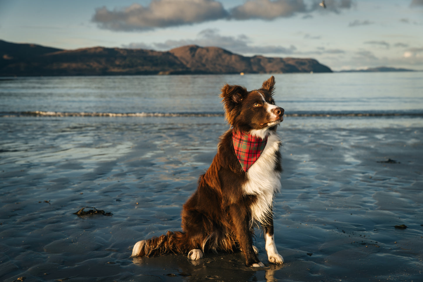 Tartan Dog Bandana