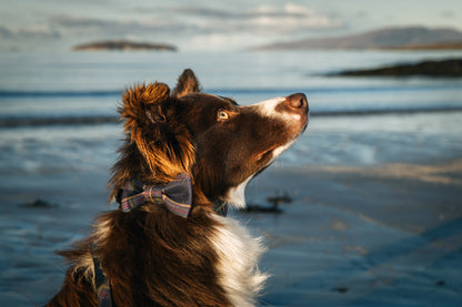 Tartan Dog Bow-Tie