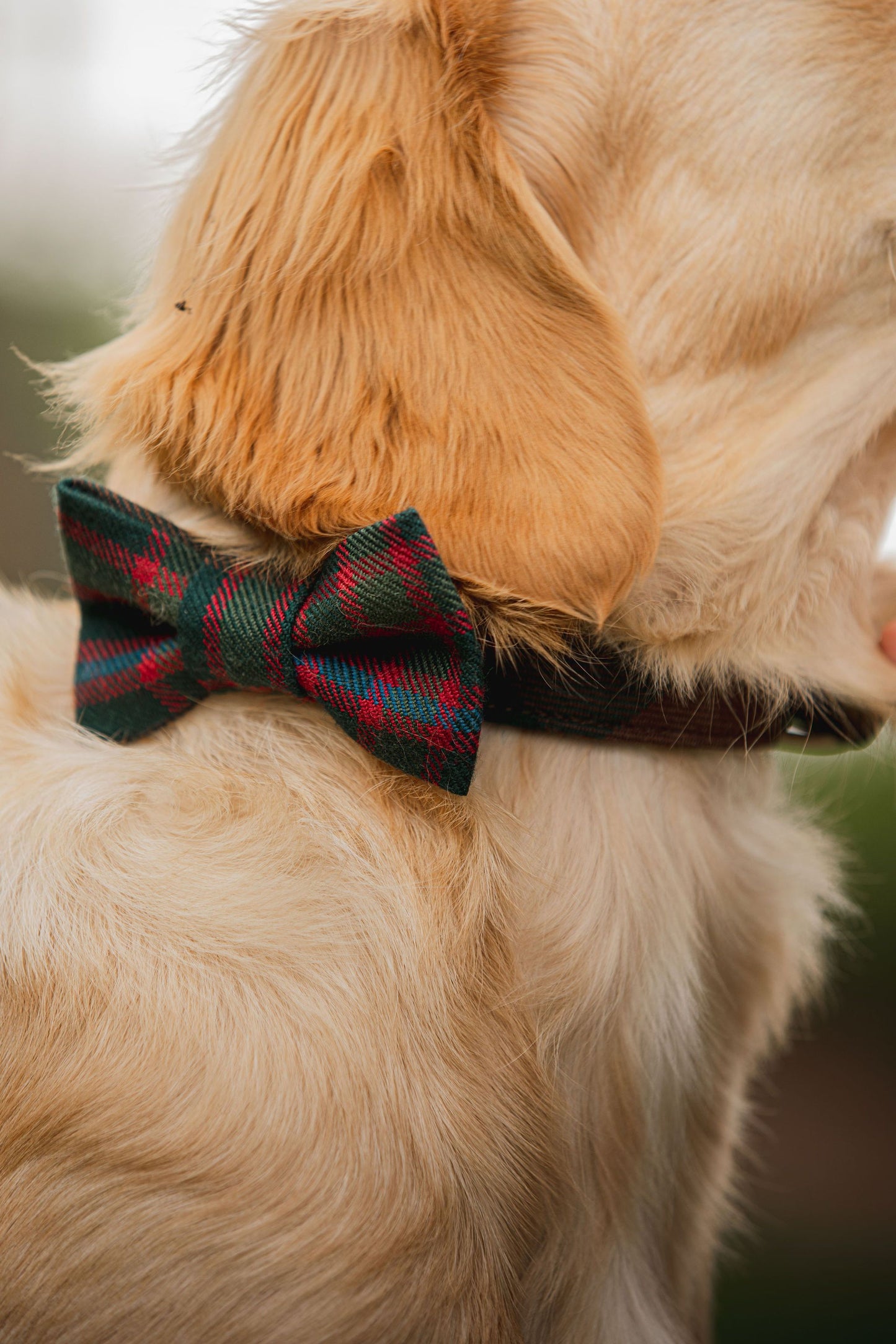 Tartan Dog Bow-Tie