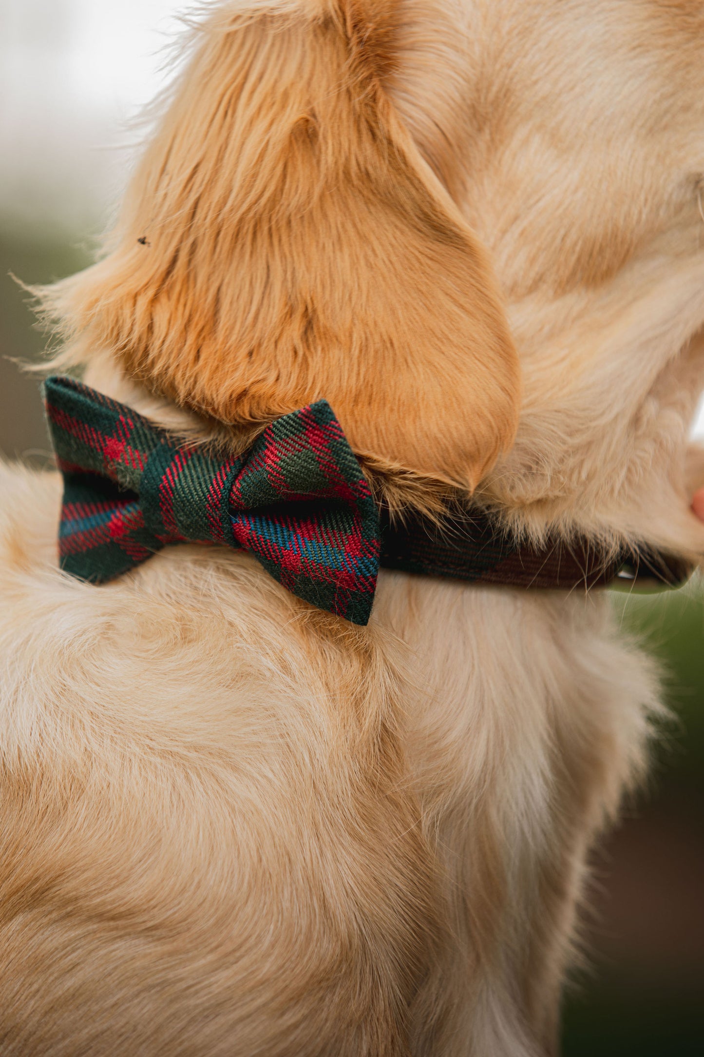 Tartan & Leather Dog Collars